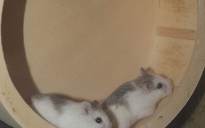 La rueda del hámster: soluciones problemáticas